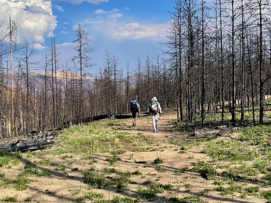 Walking past burnt trees