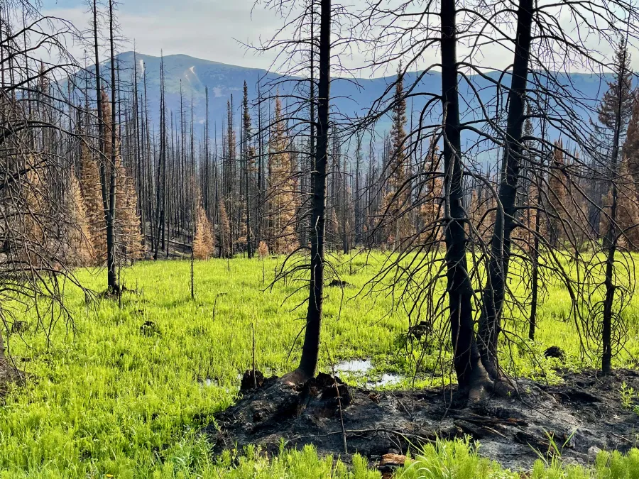 A green field surrounded by burnt trees