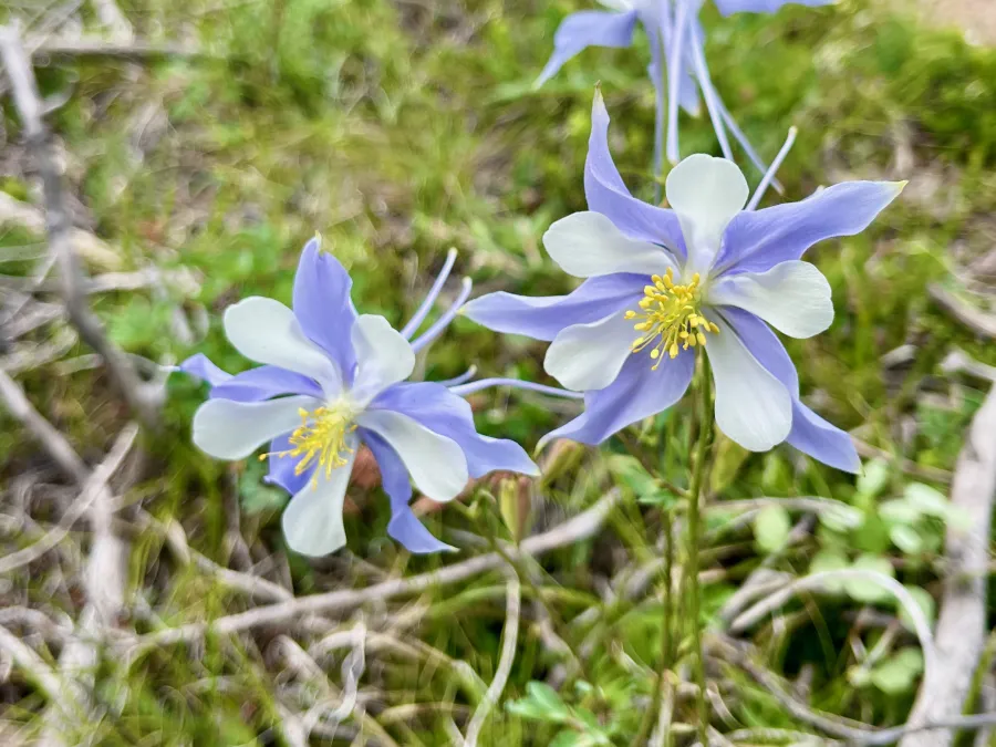 columbine