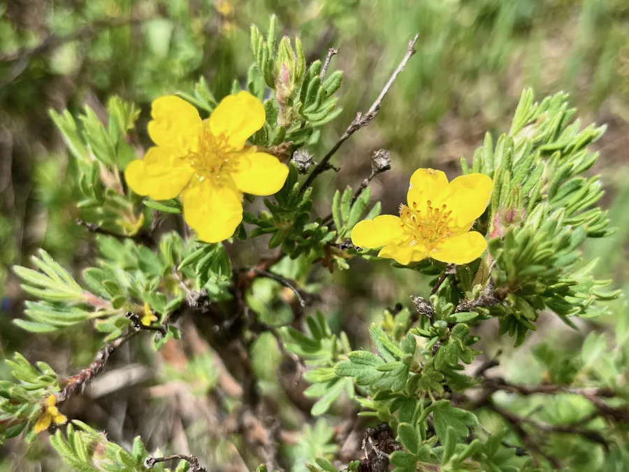 shrubby cinquefoil