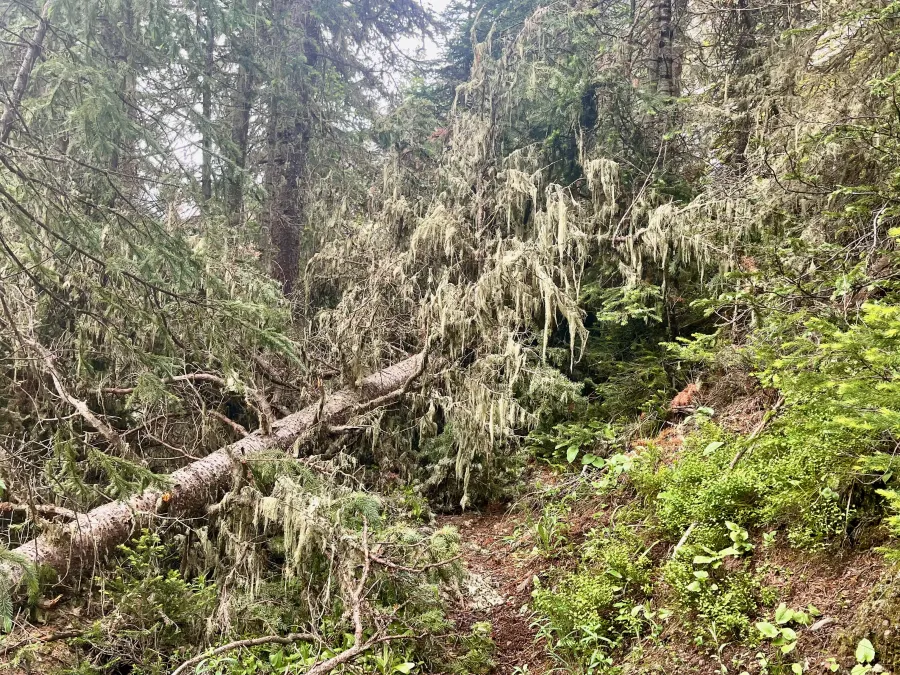 A nasty blowdown