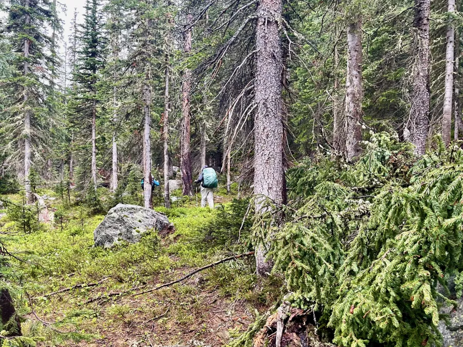 Walking around a blowdown