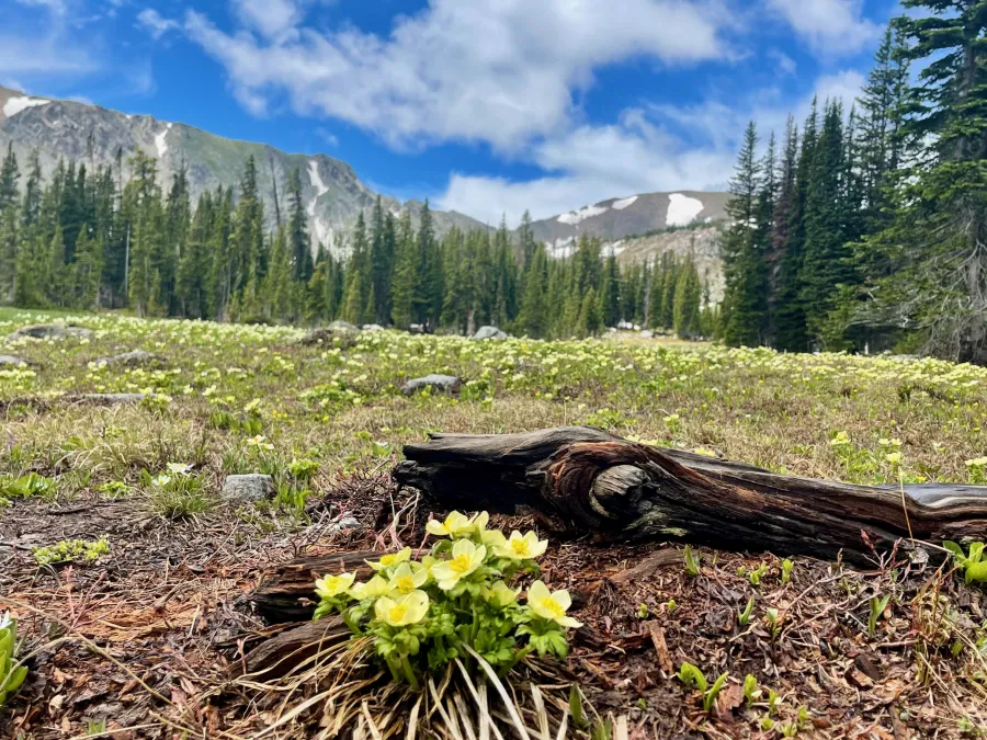 Near Diamond Lake