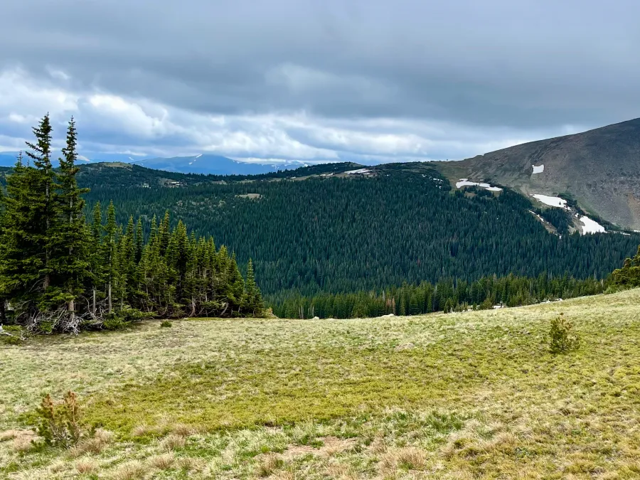 Looking across a meadow