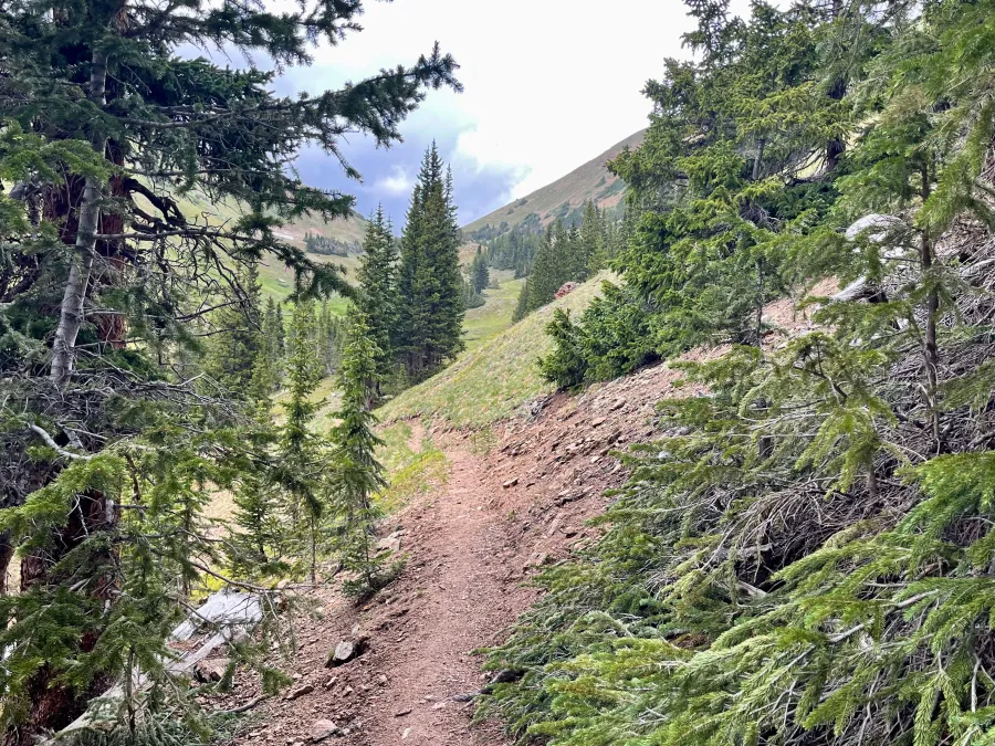The CDT descends below the treeline