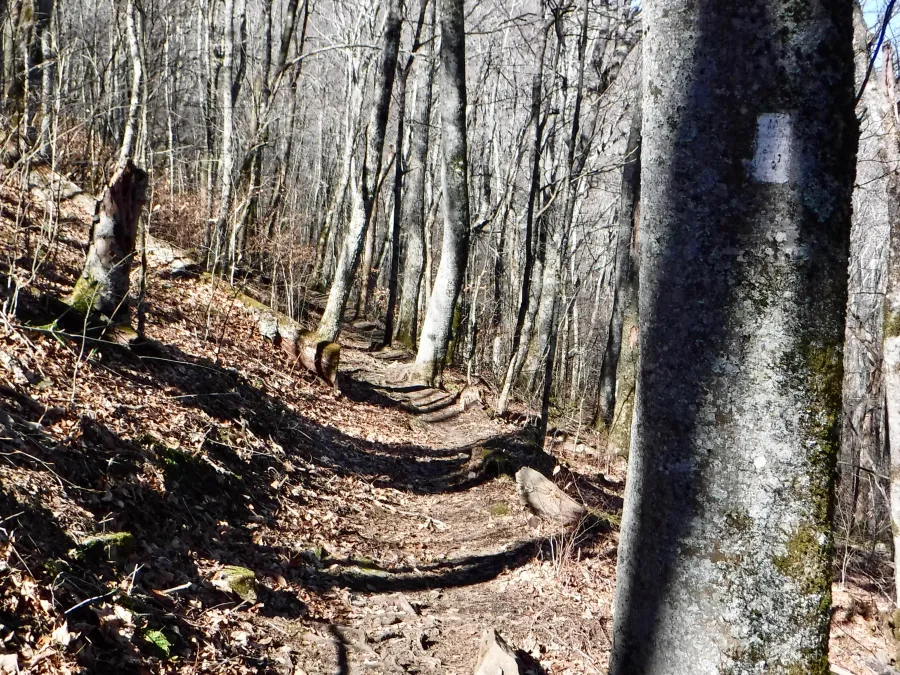 Re-entering the forest