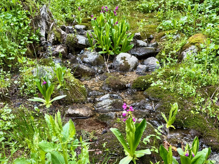 A small stream in Chihuahua Gulch