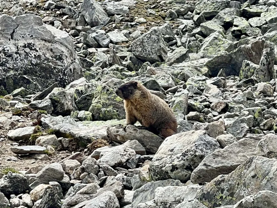 A curious marmot