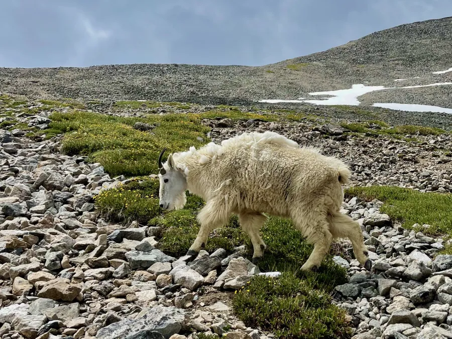 A mountain goat grazes