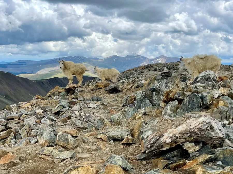 Three mountain goats at the summit of Grays Peak