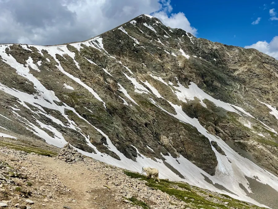 A mountain goat and a view of Torreys Peak