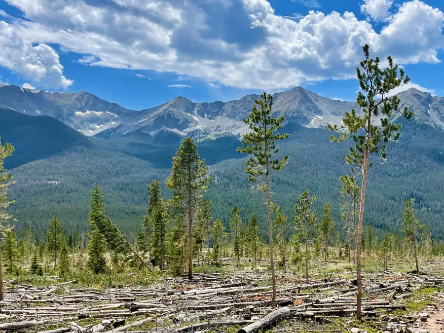 Looking through a clearcut forest