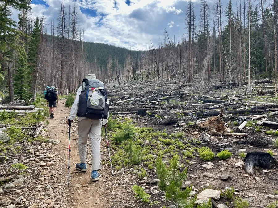 Walking along a cleared section of forest