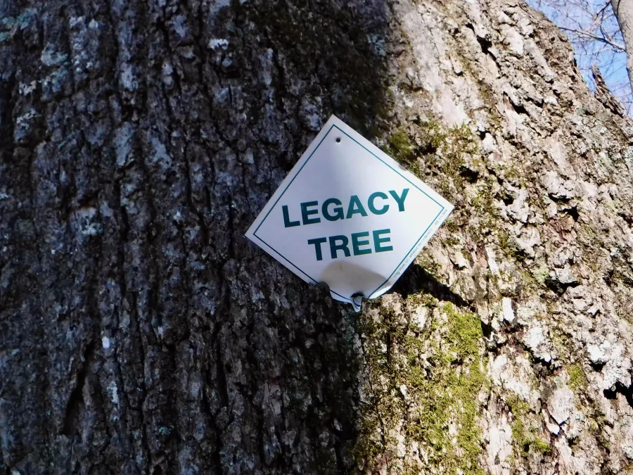 Legacy tree