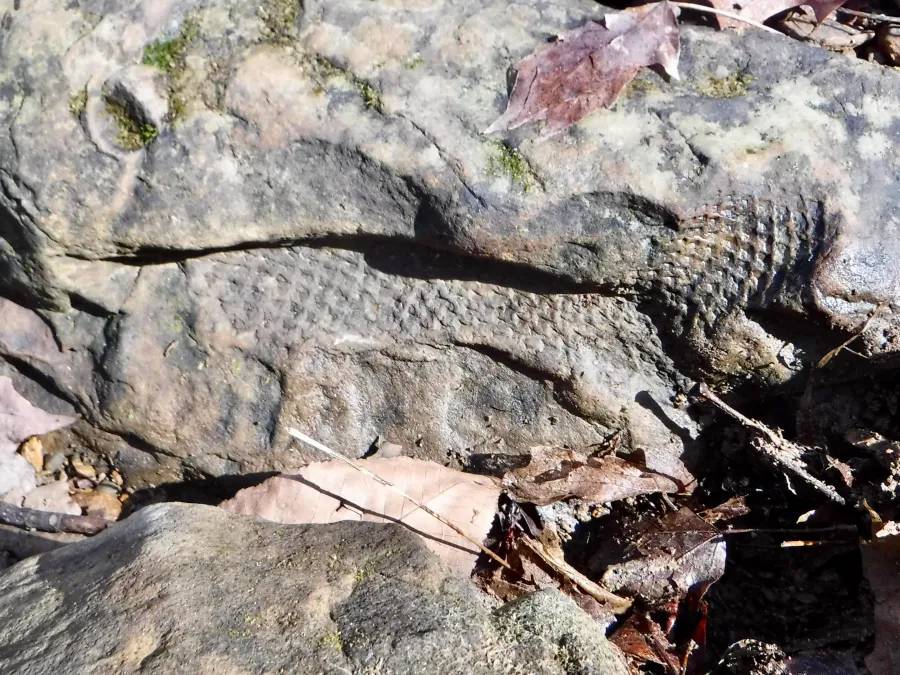 lepidodendron fossil