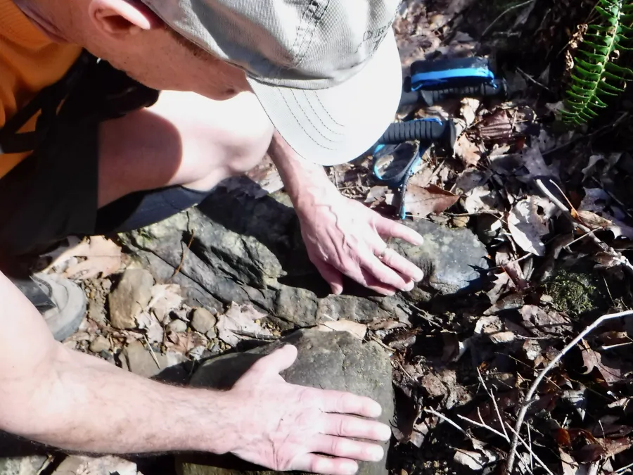Ralph looks at fossil