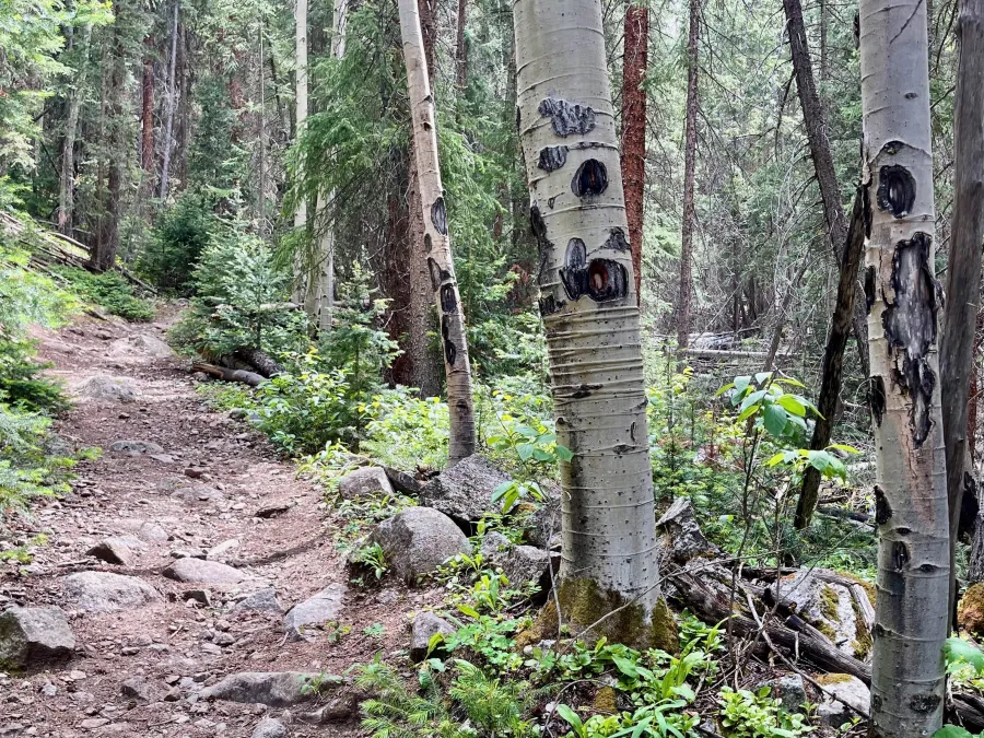 Aspen trees in Willis Gulch
