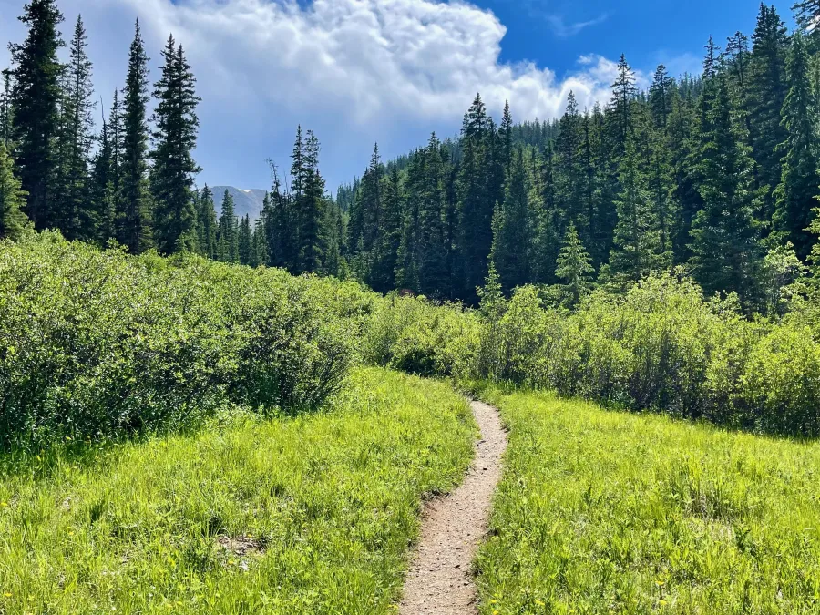 A clearing in Little Willis Gulch