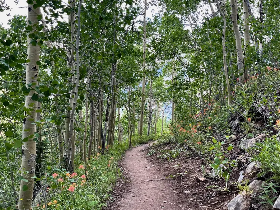 Descending in Sheep Gulch