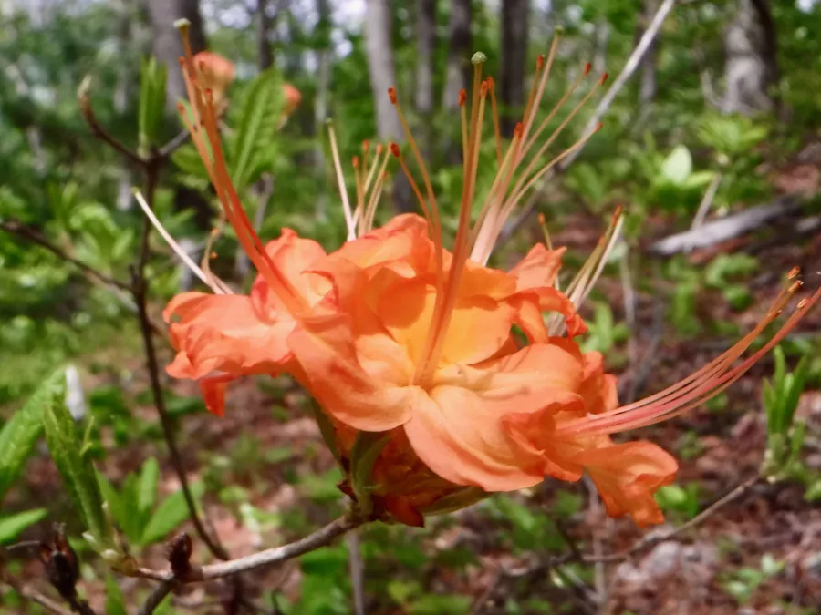 Flame Azalea