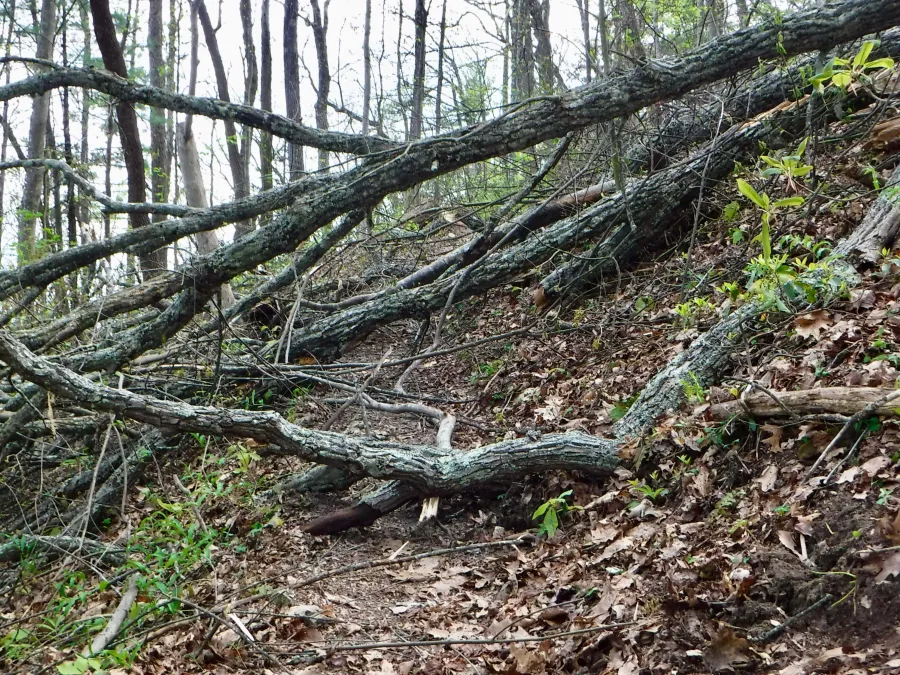 Blowdown 