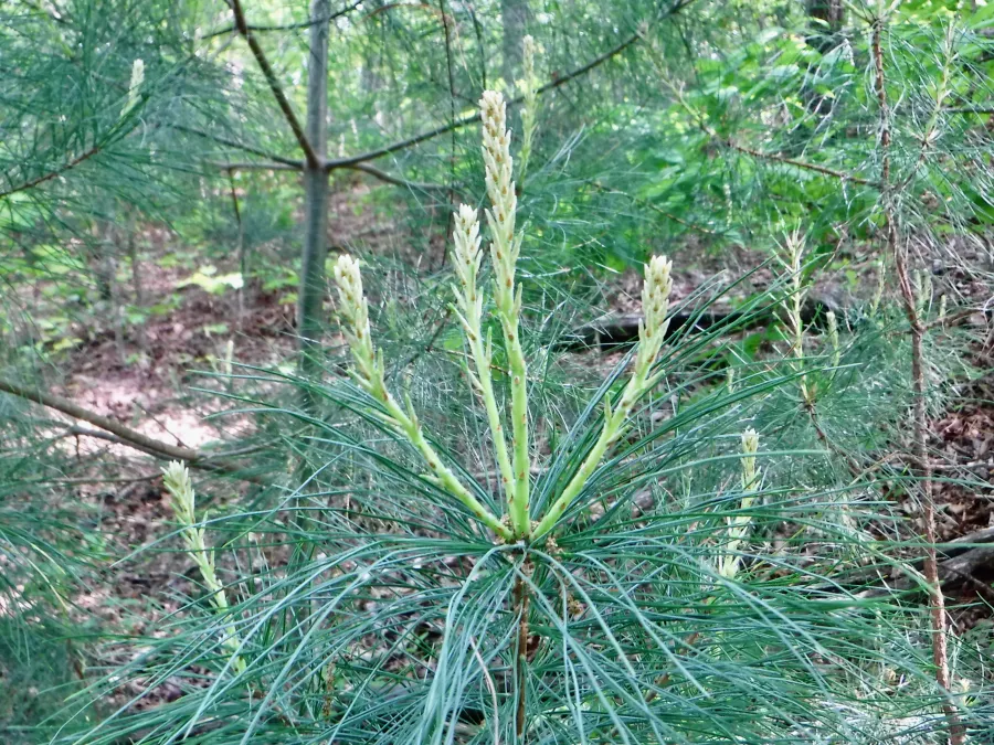 New growth on a pine tree