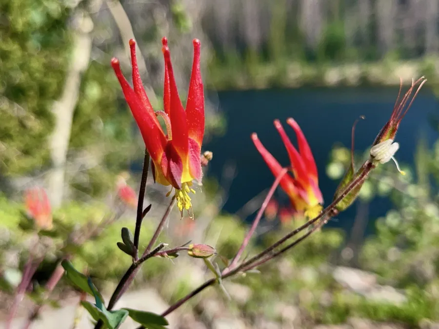 eastern red columbine