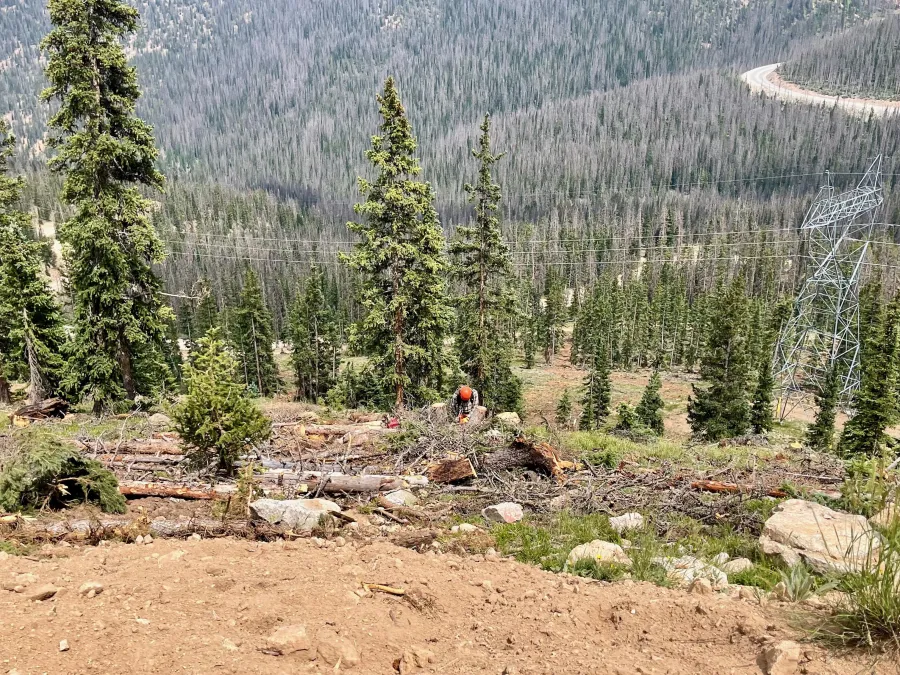 A crew is removing trees