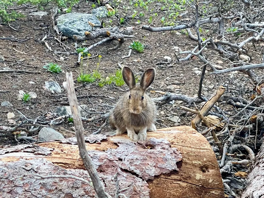 snowshoe hare