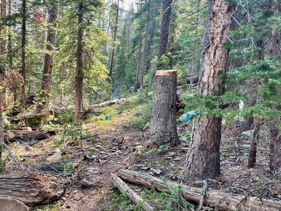A new section of trail