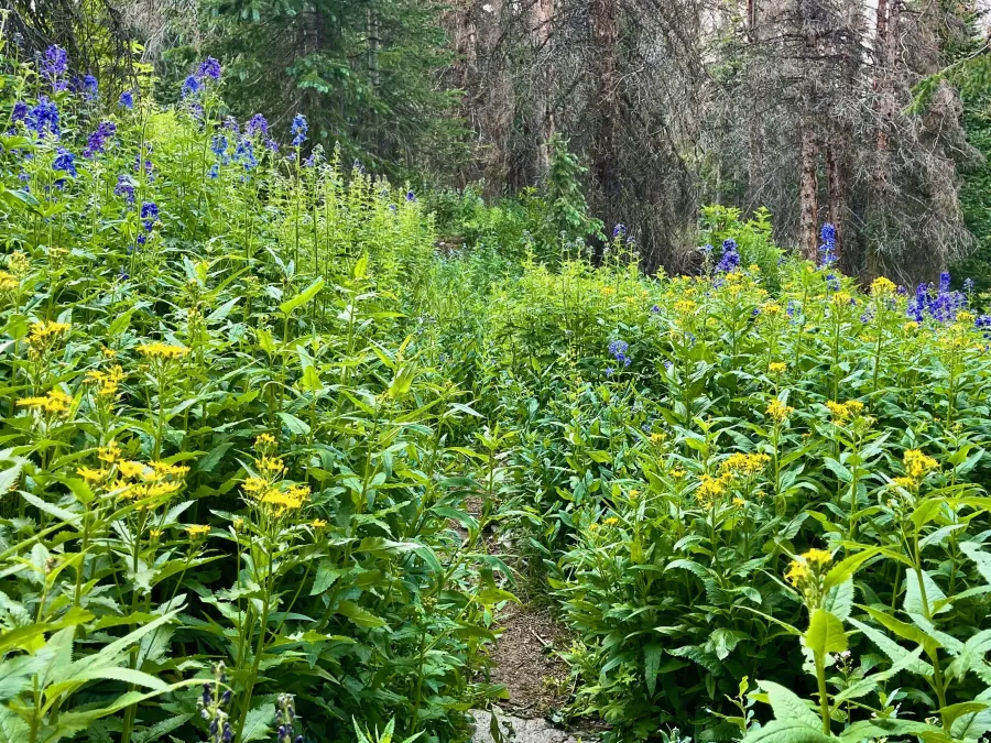 An overgrown section of trail