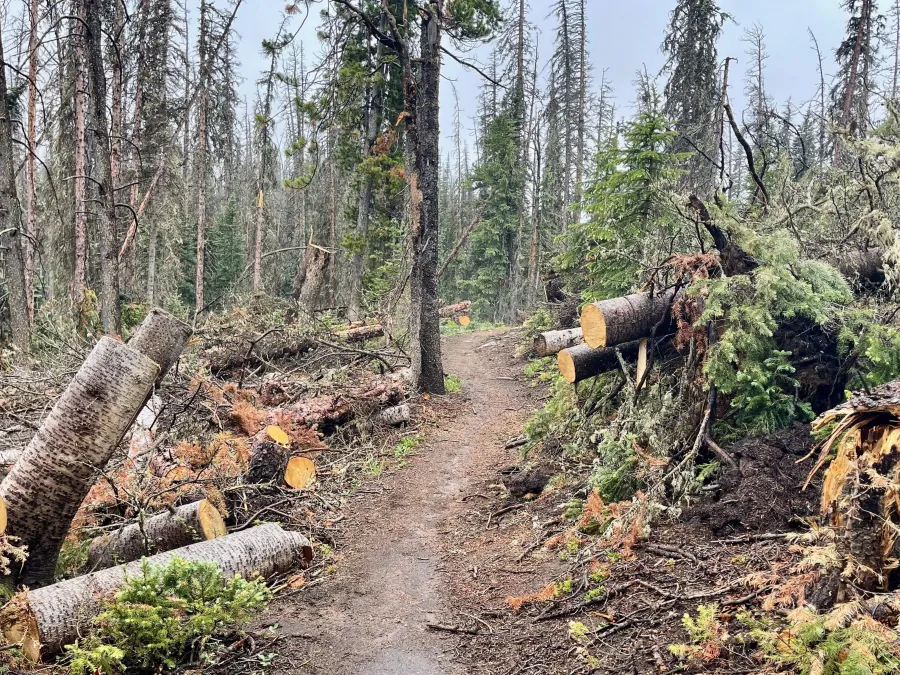 A cleared section of trail