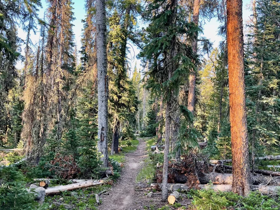 The CDT near Razor Creek 