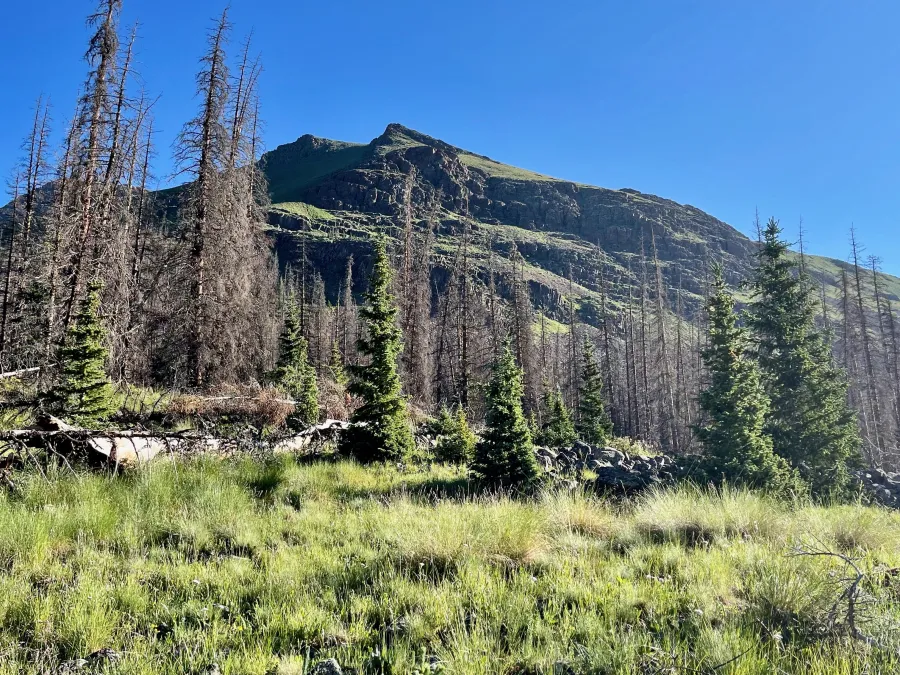Dead trees near Cochetopa Creek