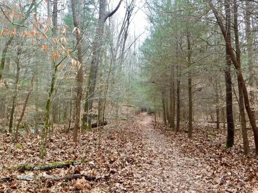 Judge Branch Trail