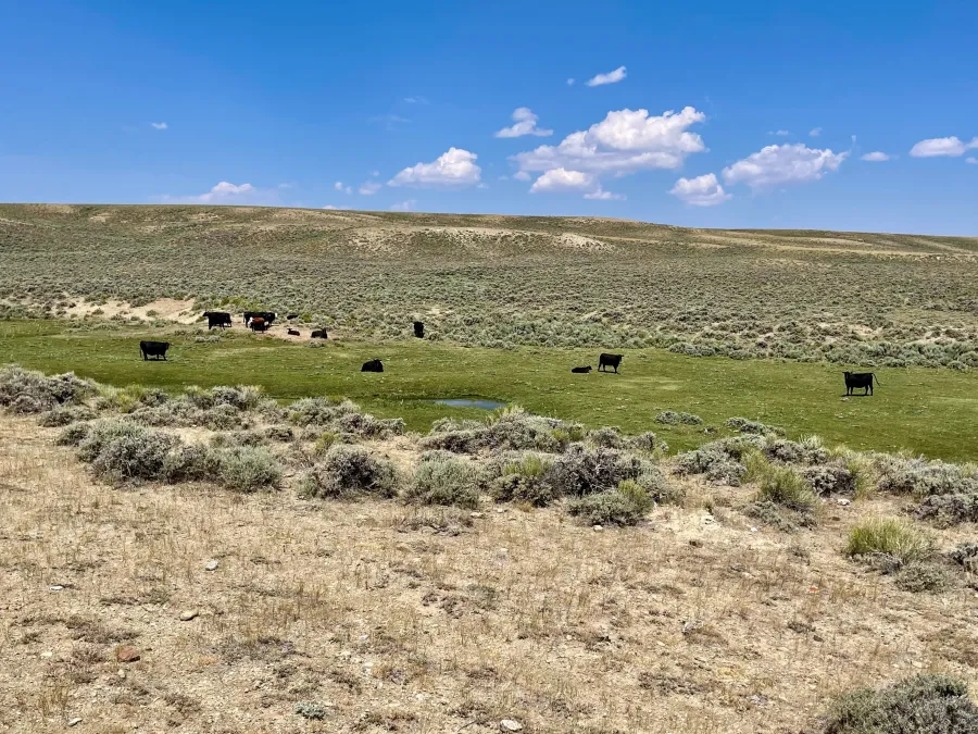 Cows grazing near small ponds fed by a spring