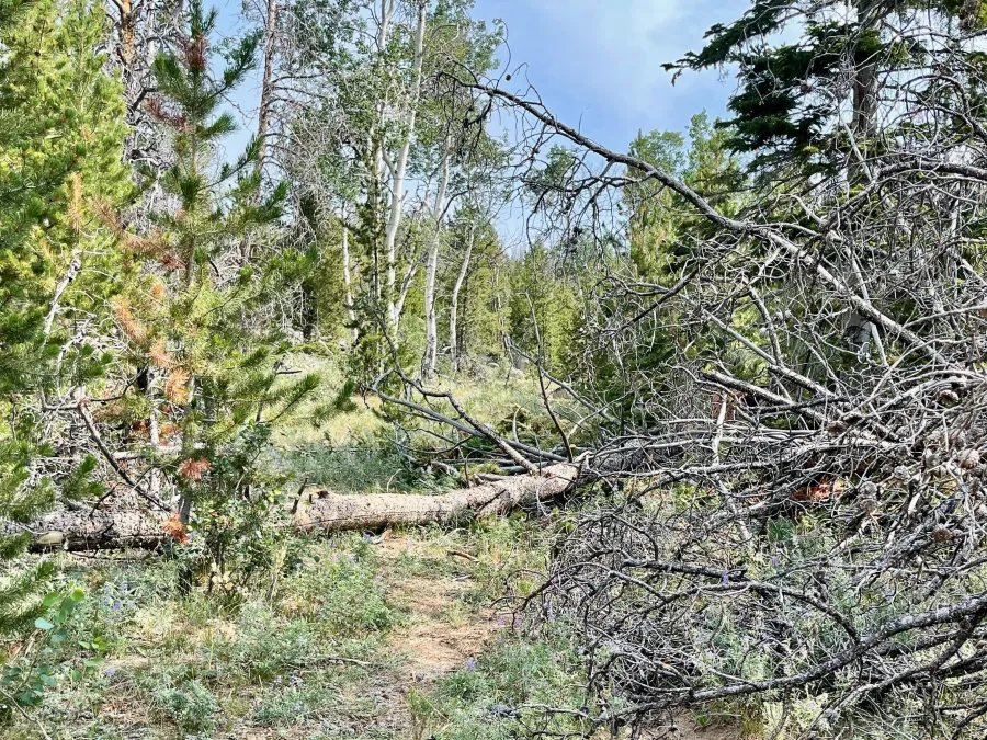 A downed tree across the trail