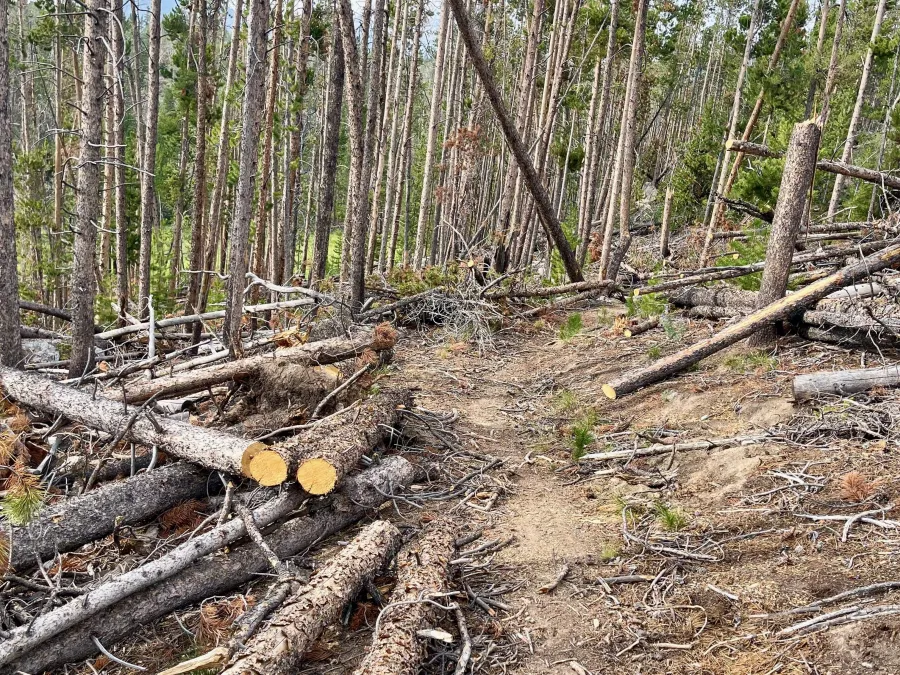 A section of trail has been cleared of downed trees