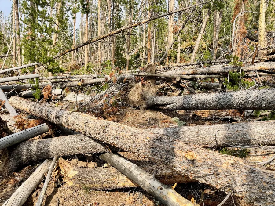 A section of trail has not been cleared of downed trees