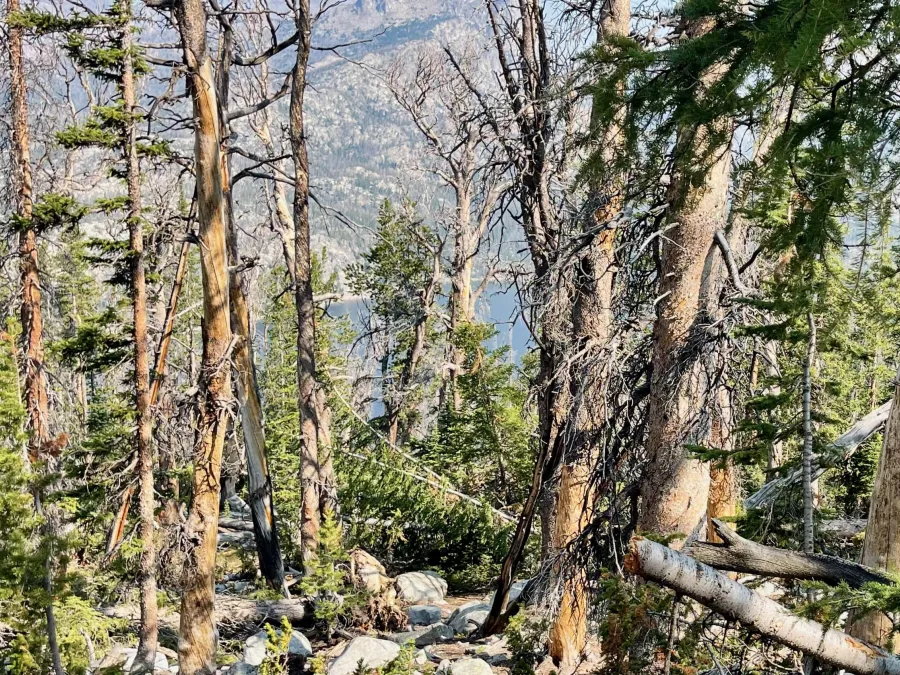 Little Sandy Lake can be seen through trees