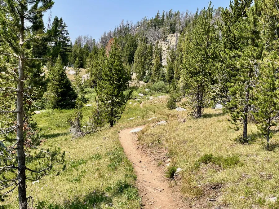 A small section of trees