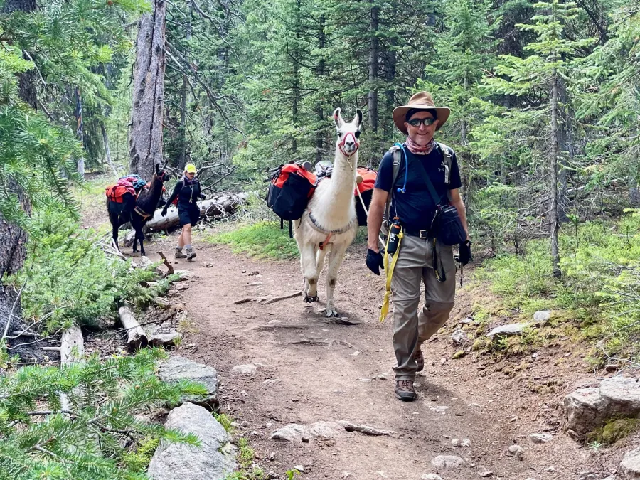 Llamas on the trail