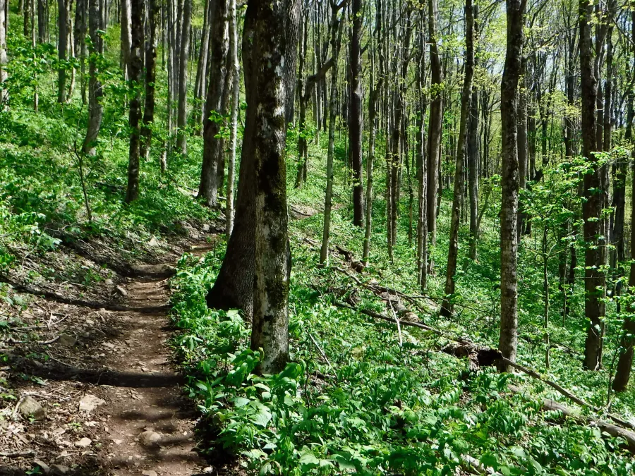 The trail climbs out of Hughes Gap