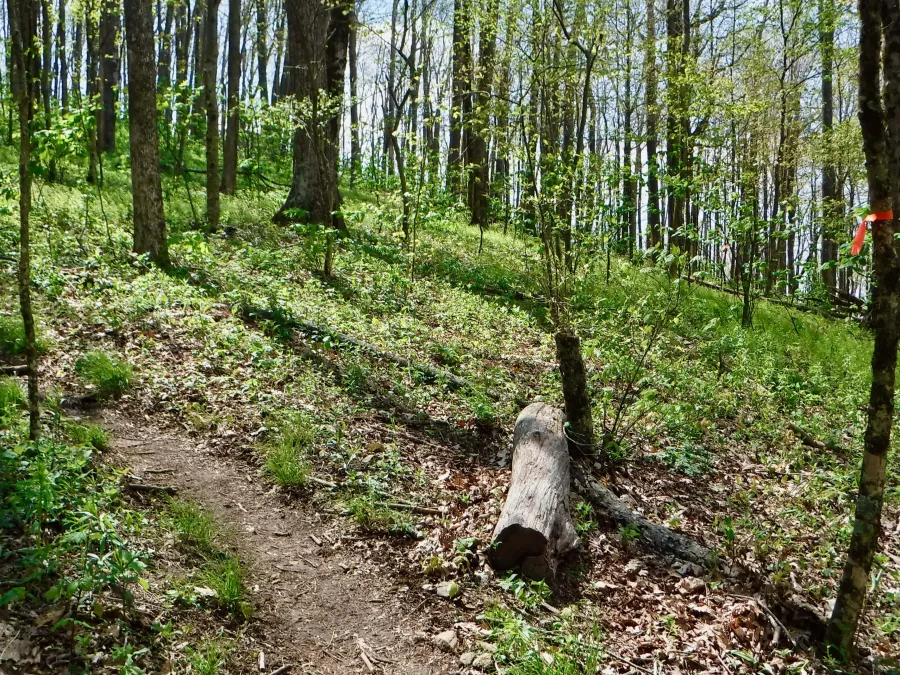 The trail climbs from Iron Mountain Gap