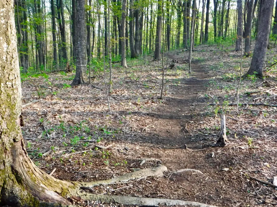 A flat section of the trail near Cherry Gap Shelter