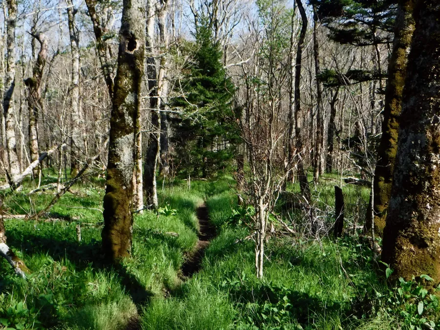 Near Ash Gap 