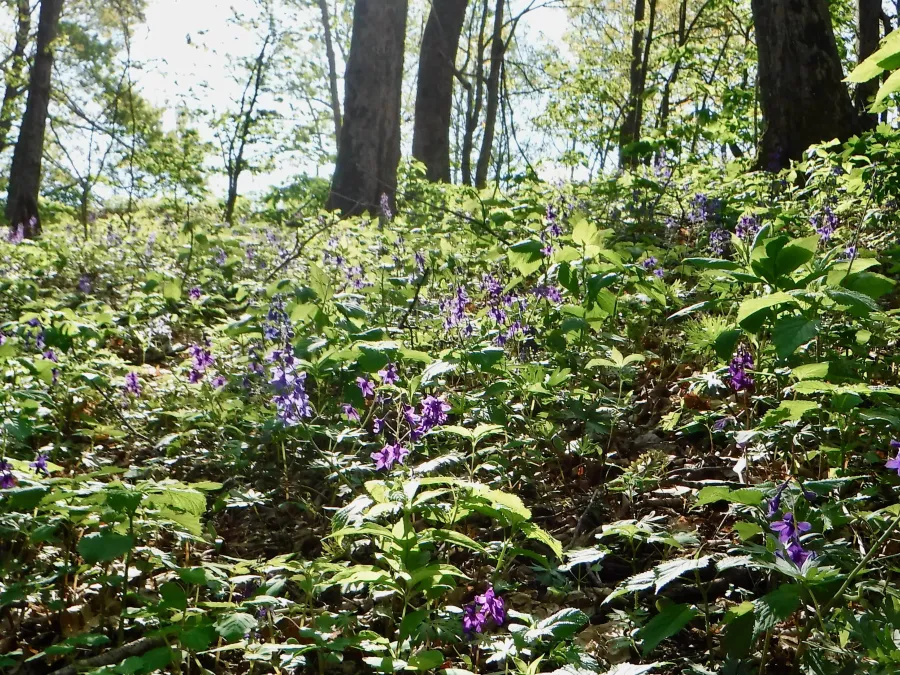 Dwarf larkspur on a hill