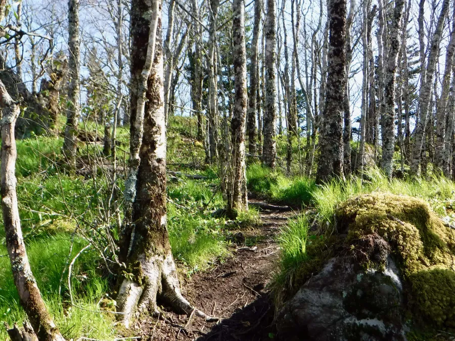 Going up Roan Mountain
