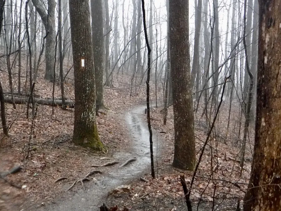 A muddy trail descends from Springer Mountain