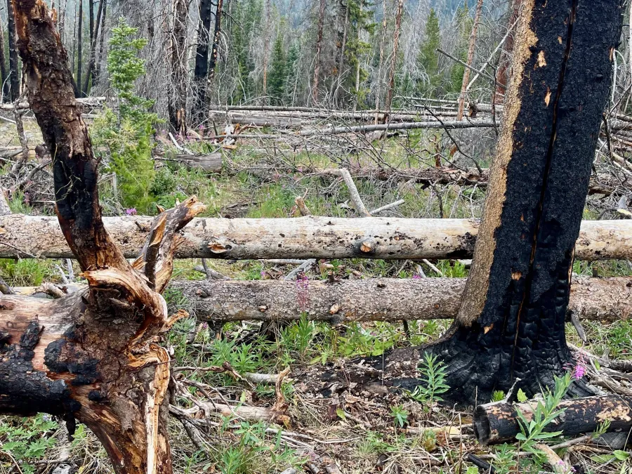 Blowdowns on the descent to Roaring Fork Creek